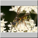 Tenthredo vespa - Blattwespe m10.jpg